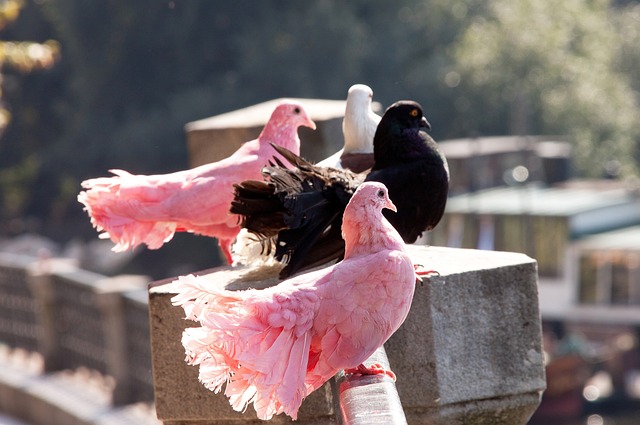 直接对敌方 直接对敌方